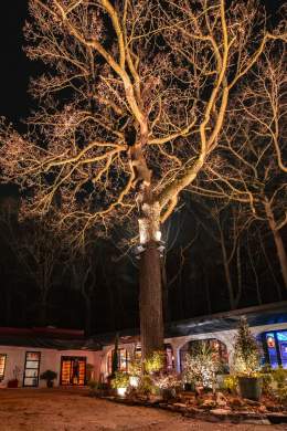 Arbre éclairé de nuit sur la terrasse de La Cabane Meudon, restaurant en pleine forêt à Meudon